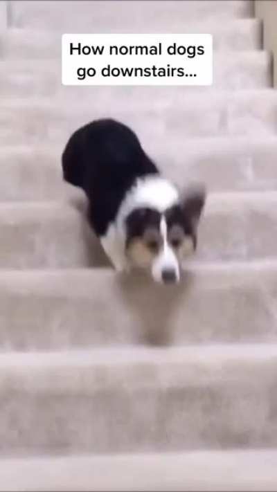 Some dogs are really funny