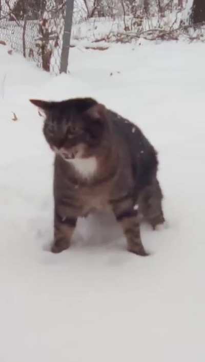 My deaf cat who has never seen the snow before was a bit.. frazzled for her first experience 🤣