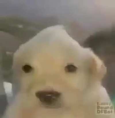 Perro chistoso