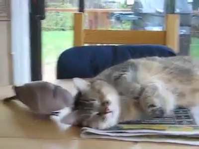 Bird trolling sleeping cat