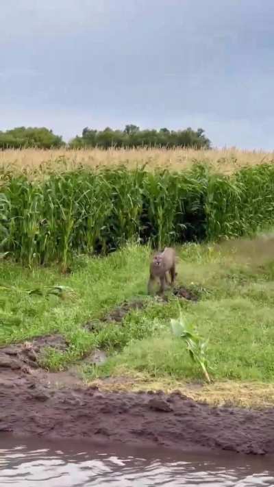Apareció un felino en el Partido de Patagones y posó para la foto