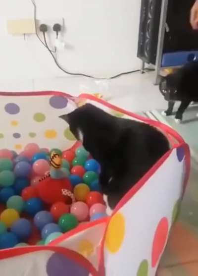 Boing! Boing! Boioinnng! Ricochet Rabbit!