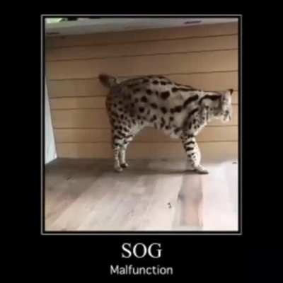 sog