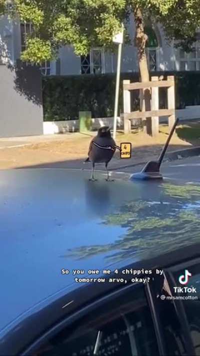 Chippy police