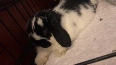 Does this sound like he&rsquo;s whimpering? He seems to do it when he&rsquo;s sleepy or relaxing and sometimes when he grooms. He&rsquo;s done since I&rsquo;ve had him at 8 weeks, he&rsquo;s 12 weeks now. What does this sound mean? He seems happy and healthy. Sorry, the video is a lit