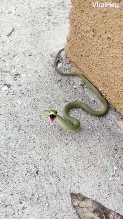 pErSOn BArelY MAkEs It OUT aLiVE, EscaPeS DeatH From VeNOmOus sNaKe WitH teRrIBlE iNJuRIes! ViEwEr DIsCrEtIoN ADvIsED!1!1!1