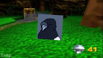 bird_irl