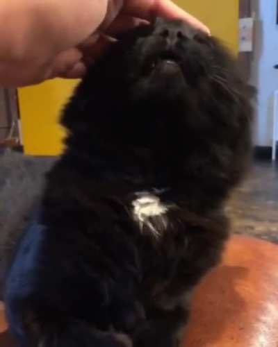 Cat dies inside