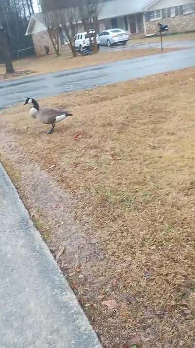 Found some geese in build 48 (that's my friends base across from me)