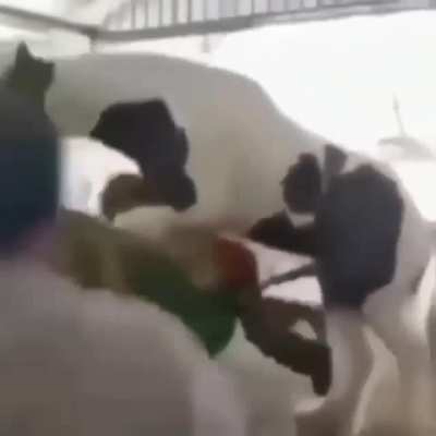 blursed_horse
