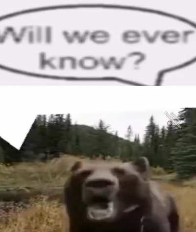 funny bear