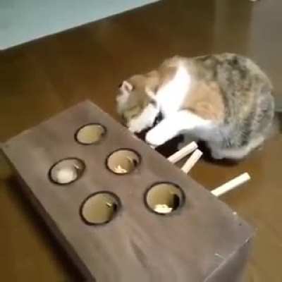 Who win my cat?
