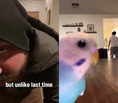 Bird
