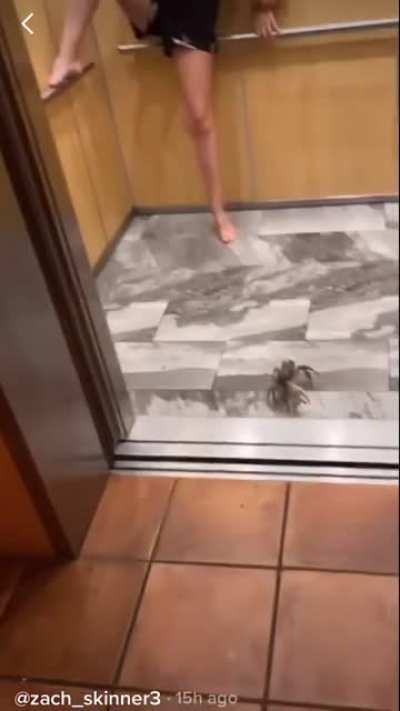 A crab enters the elevator and everyone handles the situation reasonably