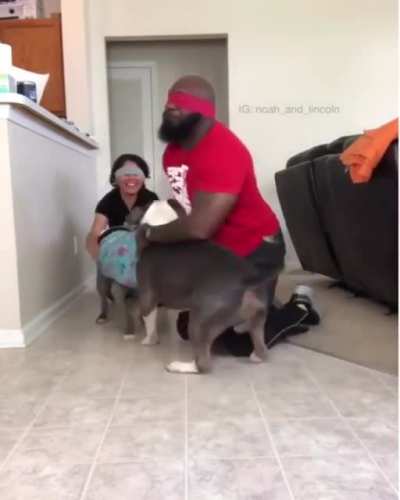 Who can dress their dog the fastest?