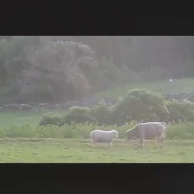 Sheep brutally attacks cow