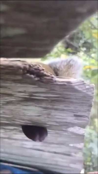 Don&rsquo;t help the squirrel his balls are stuck in the fence
