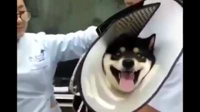Dog at the Vet