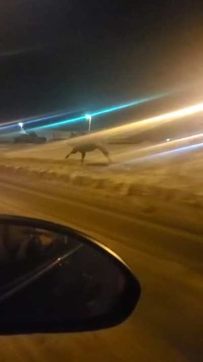 Moose!