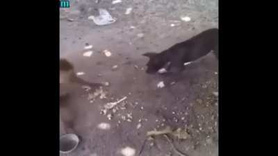 Monkeying around