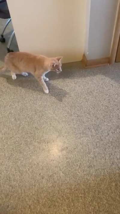CatCat encounters round floor thing for the first time&hellip;