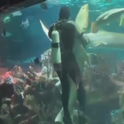 Dance with the shark shinji!