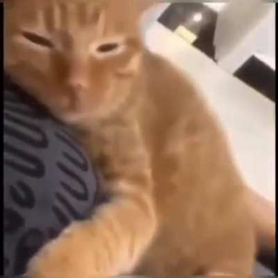 Nice kitty 