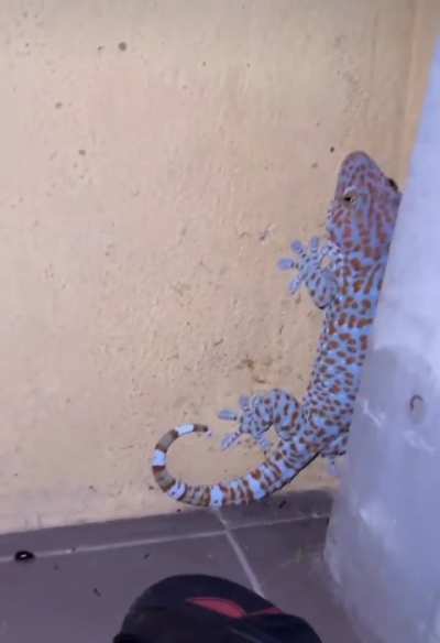 Big gecko