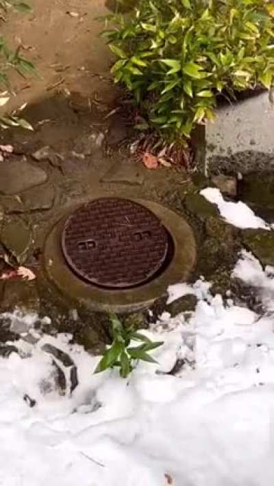 Racoon&rsquo;s hiding technique