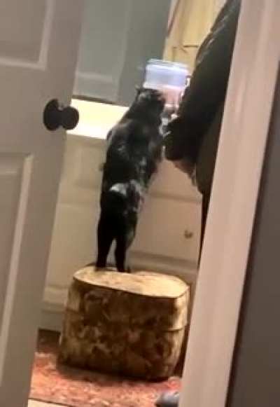 People say "pep talks" don't work on cats. Oh, how wrong they are.