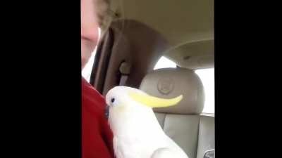 Osama the Bird