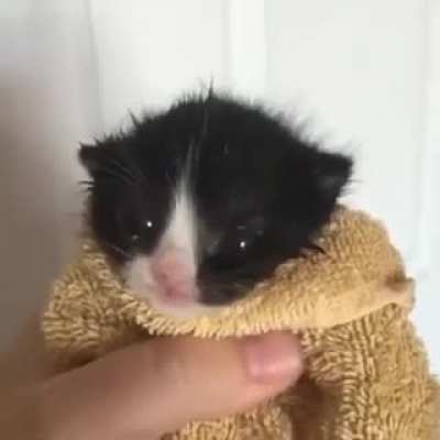 Achei Fofin e resolvi postar aqui,um abra&ccedil;o a todos amantes de gatos