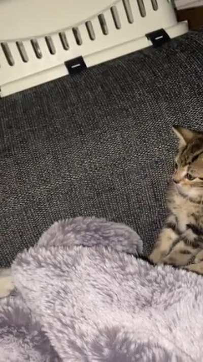 Kitty slap!