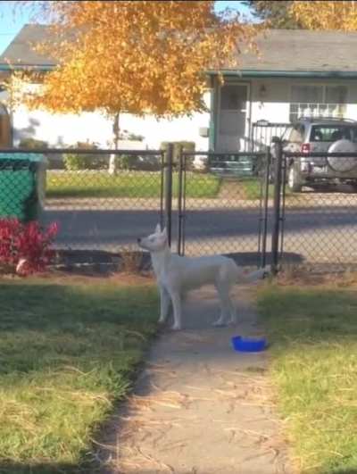 Blind and deaf dog knows when owner comes home from work