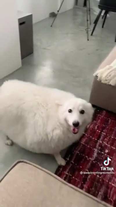 Horrific abuse of chonky dog