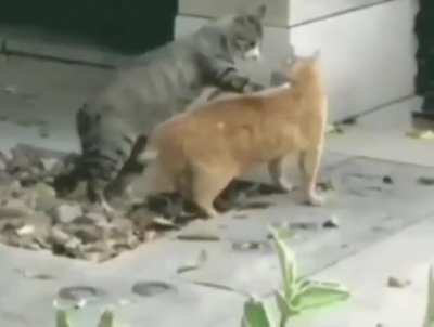 vIcIoUs cat sOmErSaUlT iTs bEst FrIeNd