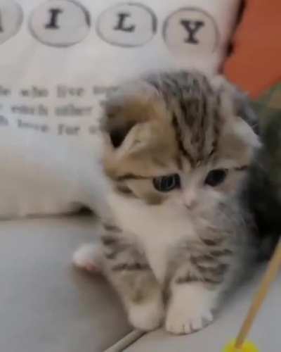 learning to cat