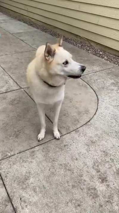 You guys think he&rsquo;s still got hope for fetch?