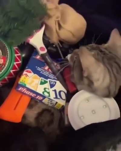Kitty doesn't care about what’s stacked on him.