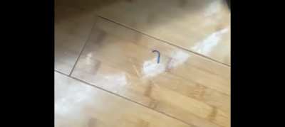That lizard came back for revenge