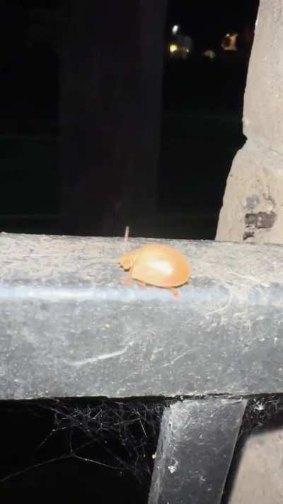 Thought this was a weevil and now I have no idea