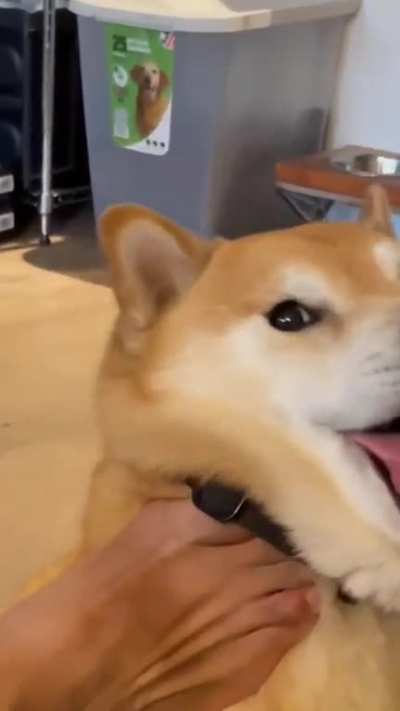 OwneR kickS HIS Own DOG as It ScreaMED fOr itS lIFe