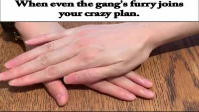 Even the furro joined the gang.
