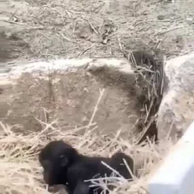 Toddlers will be toddlers no matter the species