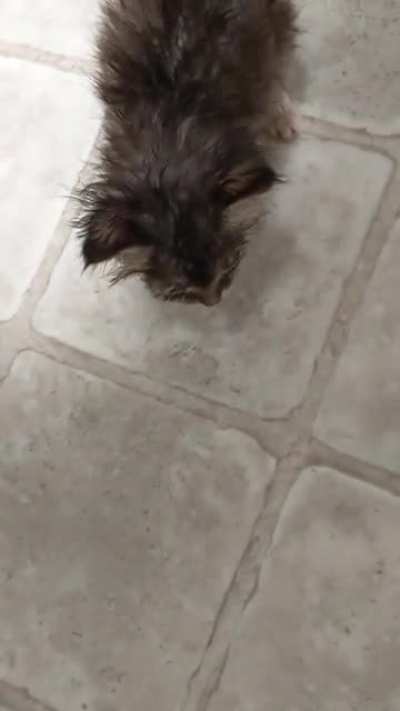 Video as promised (8 week old the size of a 2 week old) he is very upset that he has to wait for formula to warm up.