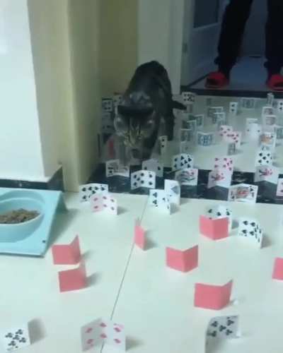 Careful Cats.