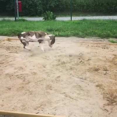 The puppy gets freaking flying jump kicked by kung fu master