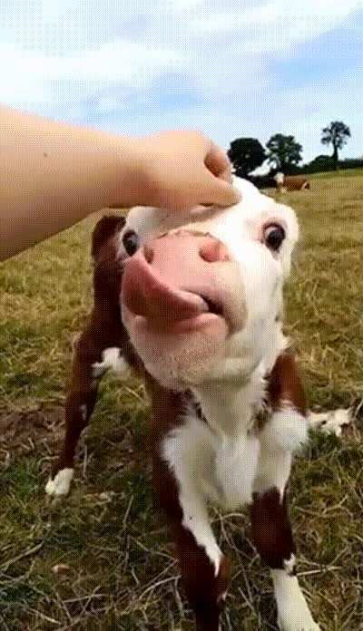 This calf had the silliest reaction to getting her head scratched