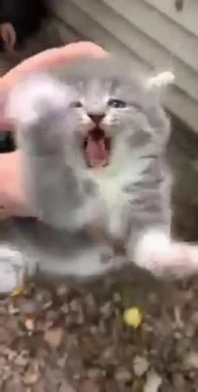 miauwwwwwwwwwwwww