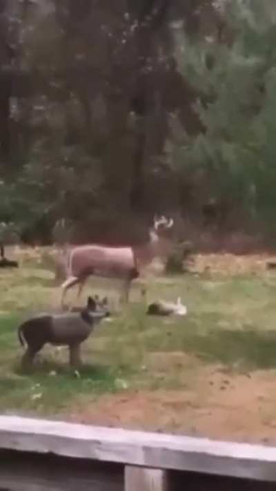 Blursed breeding